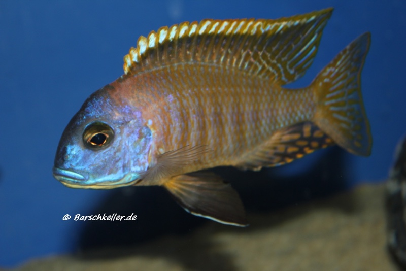 Tramitichromis sp. 'orange top' Lumbira